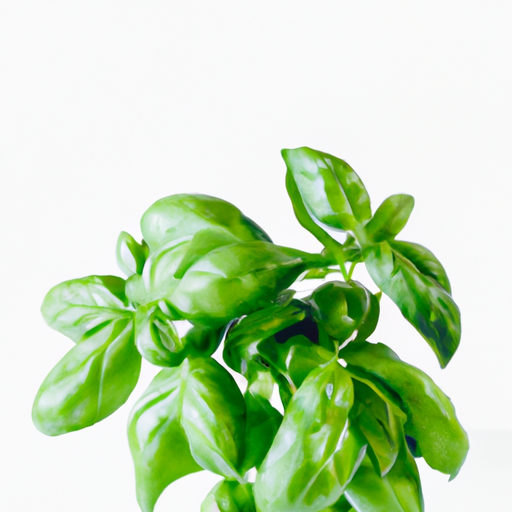 Fresh Basil Fresh