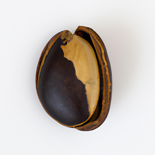 Fresh Breadnut Tree Seed