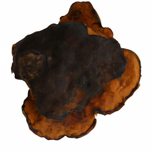 Fresh Chaga Mushroom