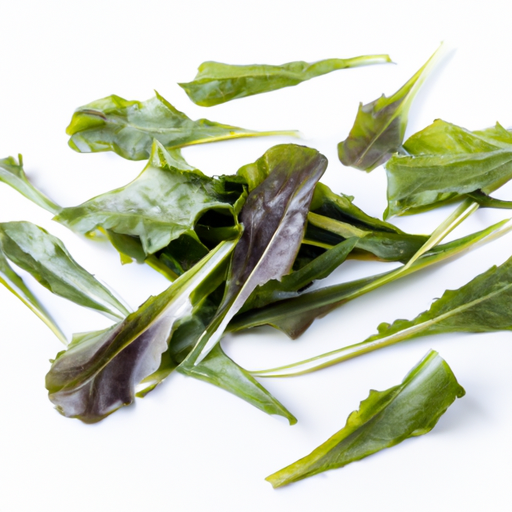 Fresh Chicory Leaves