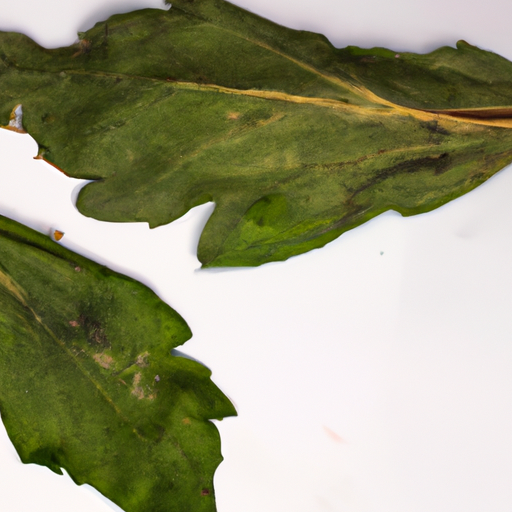 Spoiled Chicory Leaves