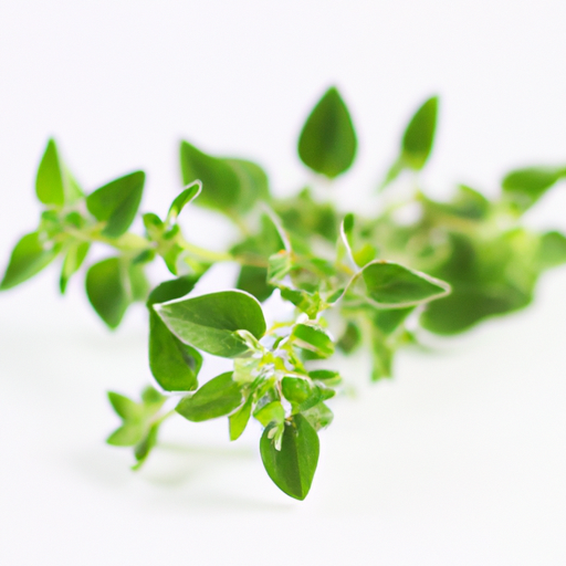 Fresh Common Oregano