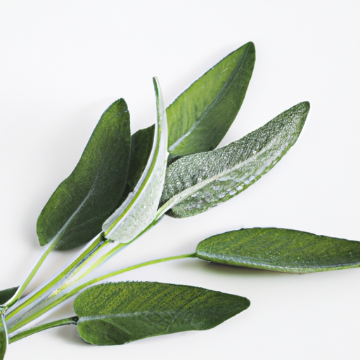 Fresh Common Sage
