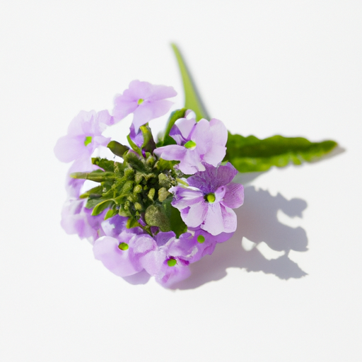 Fresh Common Verbena