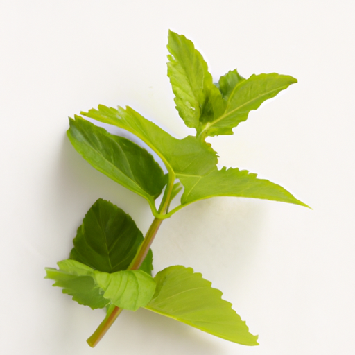 Fresh Cornmint