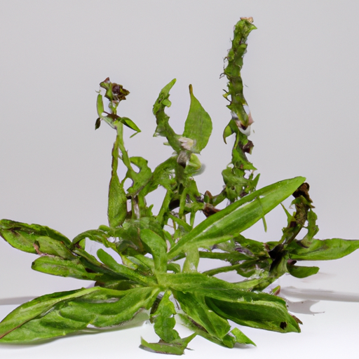 Spoiled Cornmint