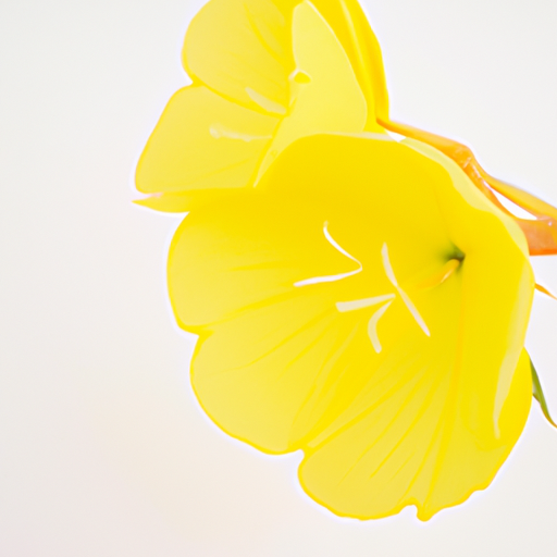Fresh Evening Primrose