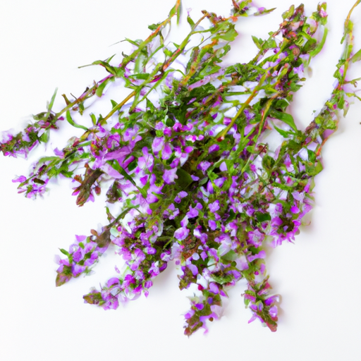 Fresh Hyssop