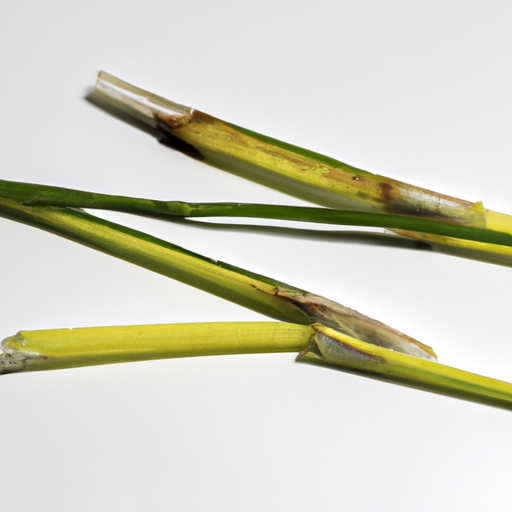 Spoiled Lemon Grass