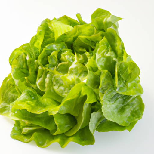 Fresh Lettuce