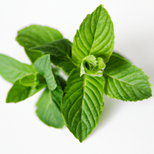 Fresh Mentha