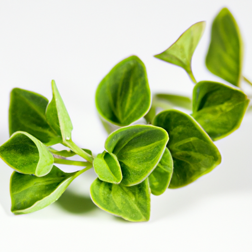 Fresh Mexican Oregano