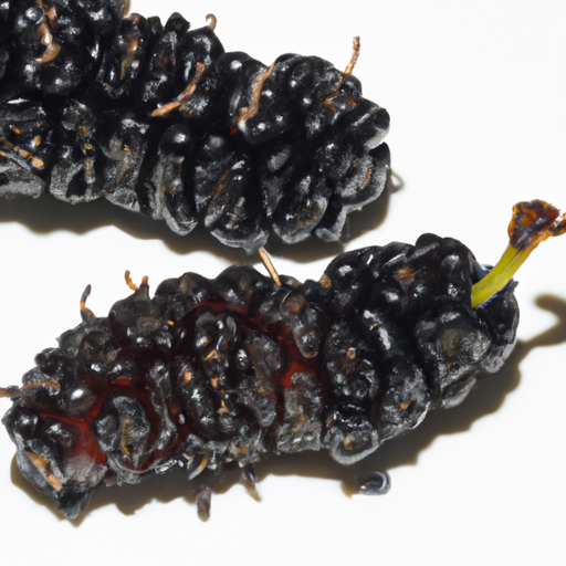 Spoiled Mulberry