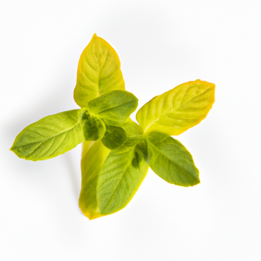 Fresh Orange Mint