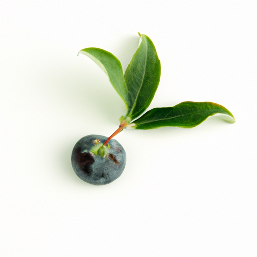 Fresh Oval Leaf Huckleberry