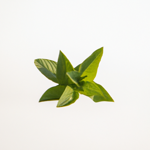 Fresh Peppermint