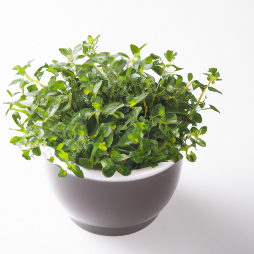 Fresh Pot Marjoram