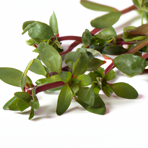 Fresh Purslane