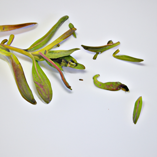 Spoiled Purslane