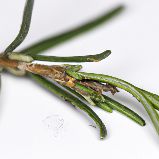 Spoiled Rosemary Fresh Raw