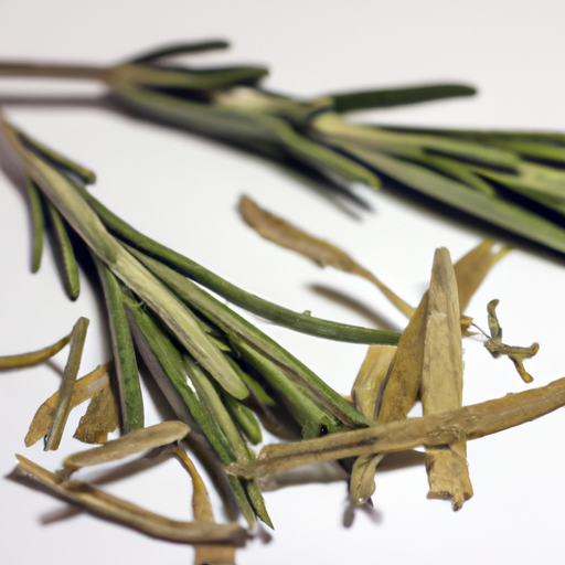 Spoiled Rosemary Leaves Dried Commercially Bottled or Purchased in Bulk Unopened or Opened