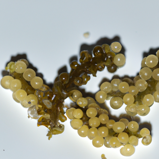 Spoiled Sea Grapes Umibudo