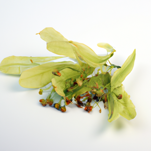 Fresh Silver Linden