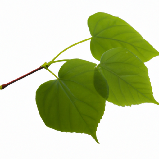 Fresh Small Leaf Linden