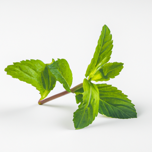 Fresh Spearmint
