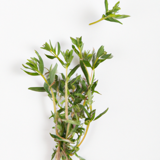 Fresh Summer Savory