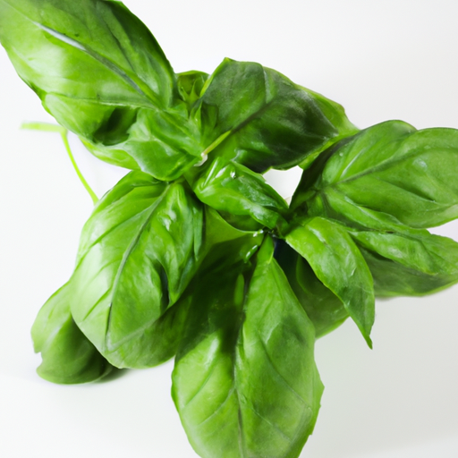 Fresh Sweet Basil