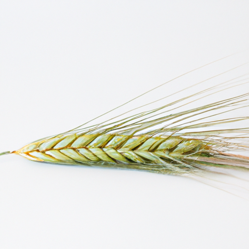 Fresh Triticale