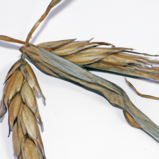 Spoiled Triticale