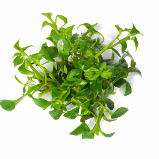 Fresh Watercress