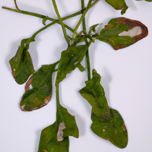 Spoiled Watercress