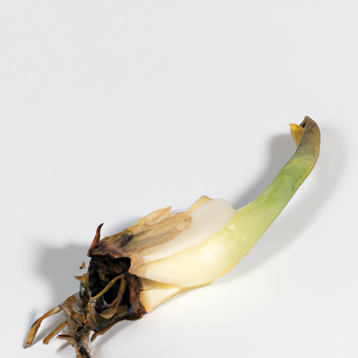 Spoiled Welsh Onion