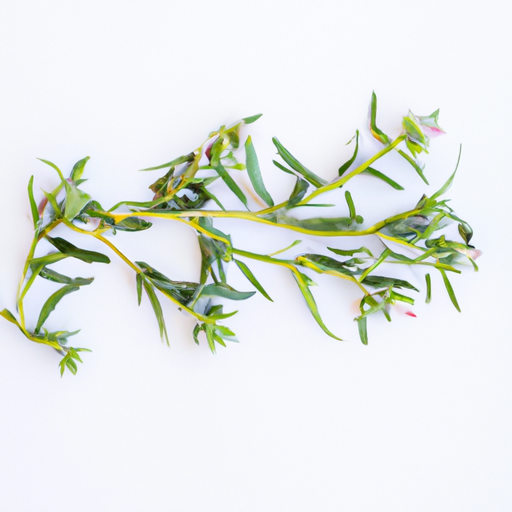 Fresh Winter Savory