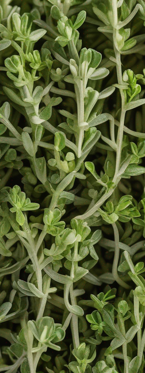 Comprehensive Guide to Common Thyme Storage Tips to Avoid Wastage