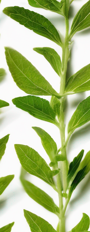 How to Store Dried Lemon Verbena to Maintain Its Flavor