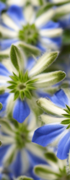 Making the Most of Wilted Borage: Tips to Prevent Waste and Save Money