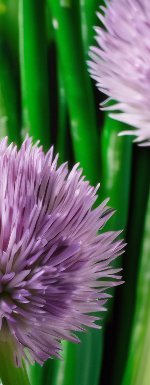 Preserving Chives: Can You Freeze Them for Long-Term Storage?