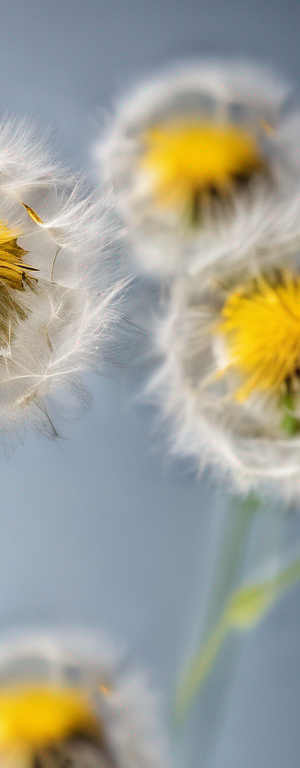 Preserving Fresh Dandelion for Future Use