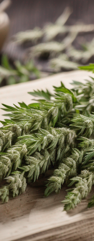 Signs that Mugwort has Gone Bad and Proper Storage Tips