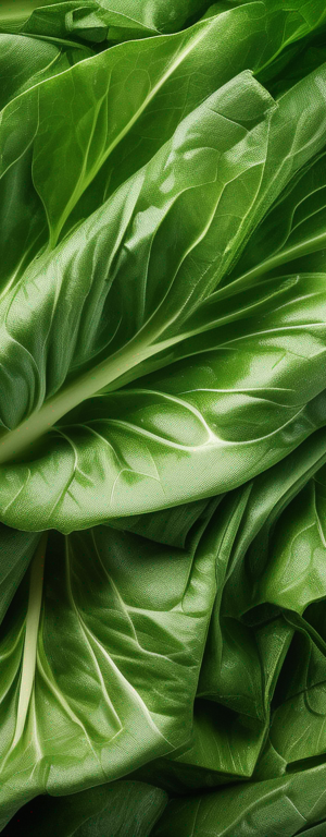 Solutions for Yellowing Chicory Leaves in the Refrigerator
