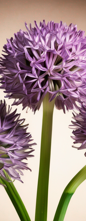 The Best Way to Store Allium to Prevent Spoiling