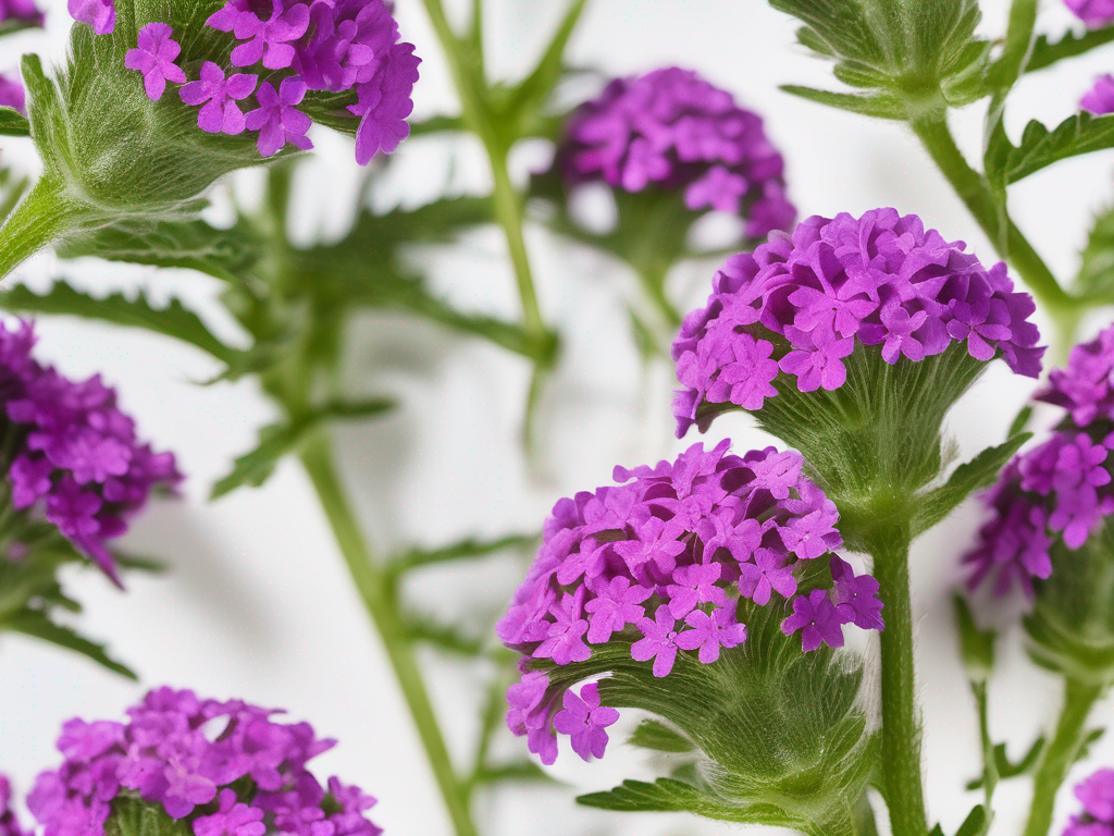 The Ultimate Guide to Common Verbena Expiration Dates: When to Keep or Toss