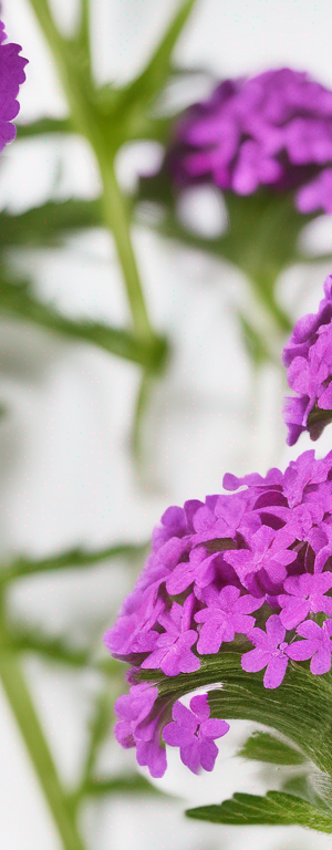 The Ultimate Guide to Common Verbena Expiration Dates: When to Keep or Toss