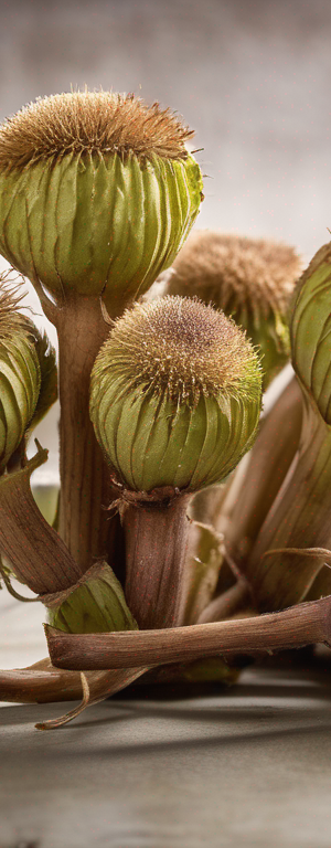 The Ultimate Guide to Storing Burdock: Preventing Wilting and Spoilage